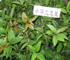 九龙桂
