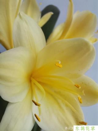 黄花君子兰 从一片小叶开始 东篱花草社区