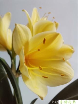 黄花君子兰 从一片小叶开始 东篱花草社区