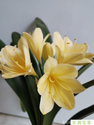 黄花君子兰 从一片小叶开始 东篱花草社区